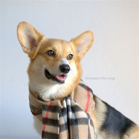 burberry corgi|burberry clothing for men.